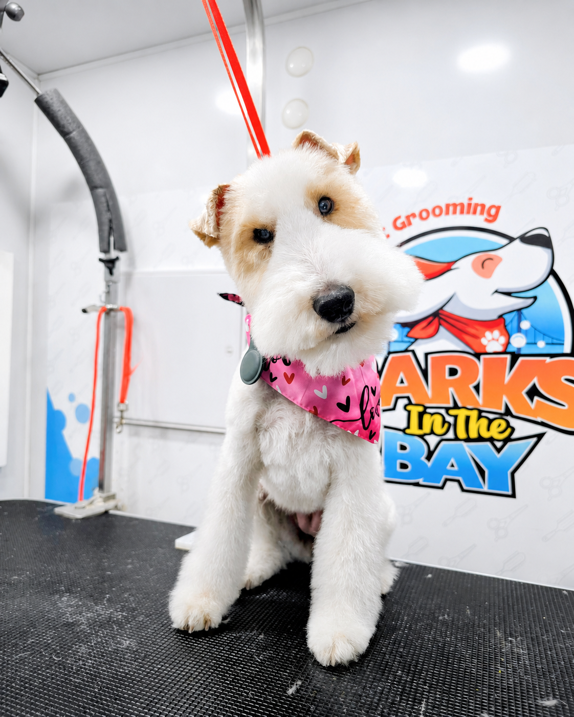 Before and after dog groom