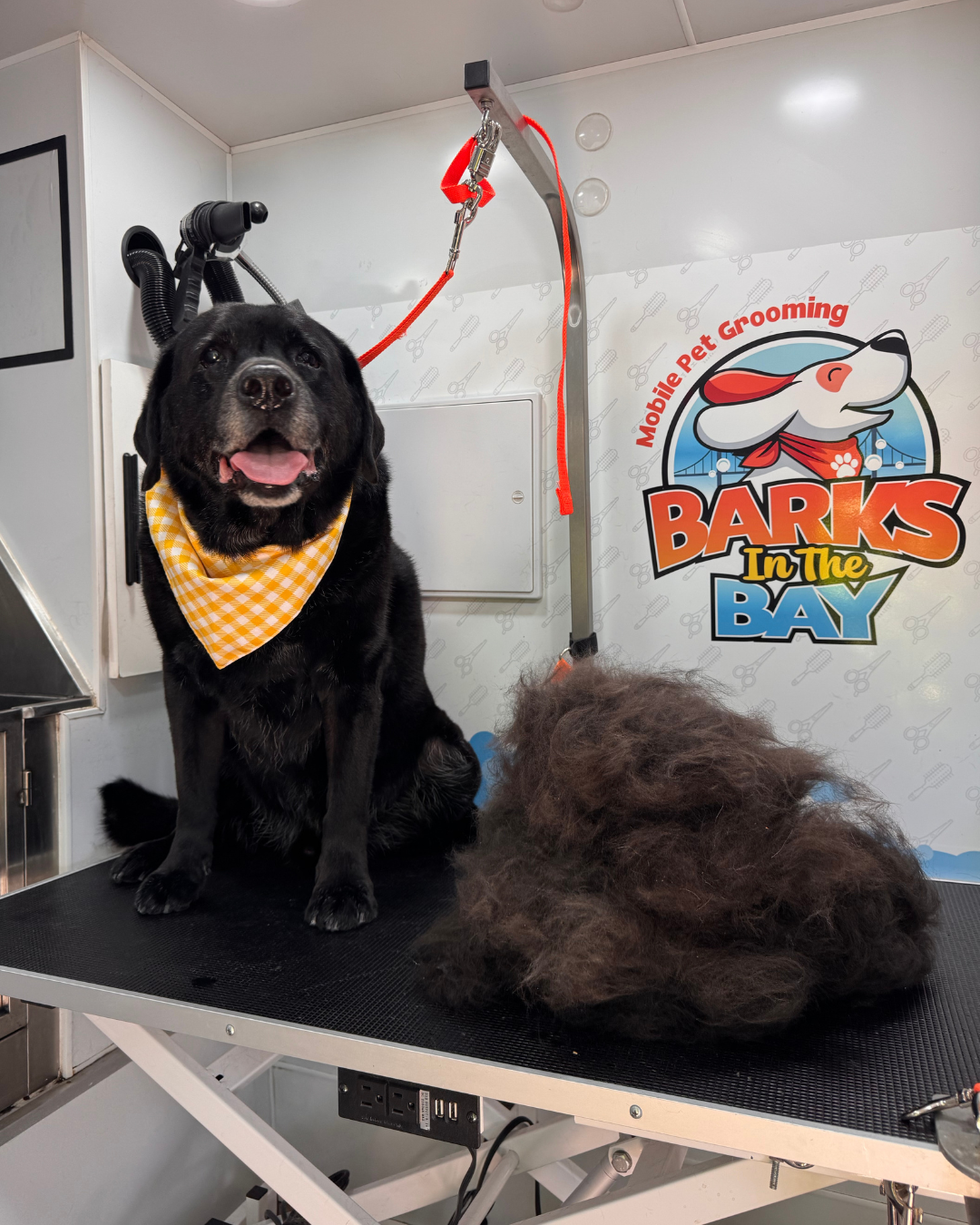 mobile grooming deshedding