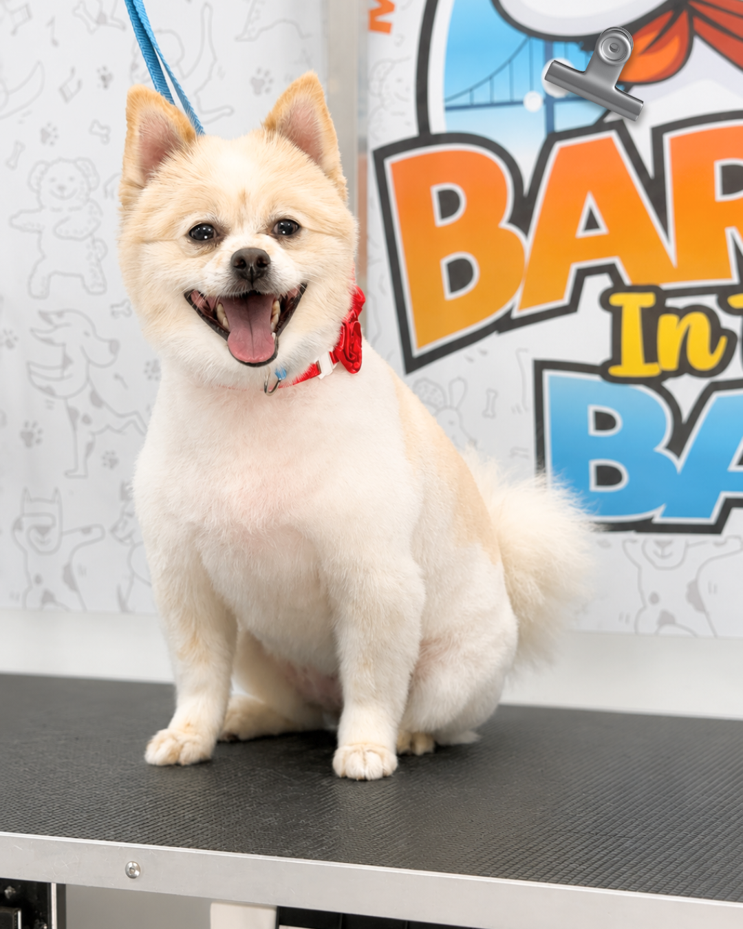 Mobile dog grooming San Jose