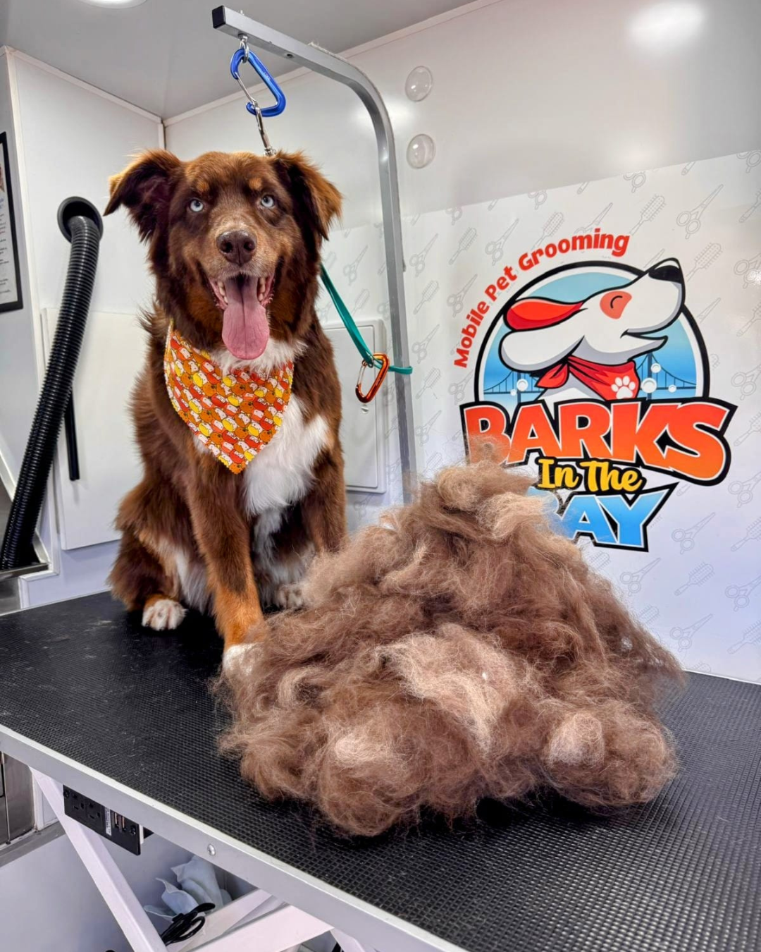 mobile grooming deshedding