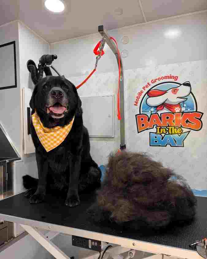 Dog grooming transformation