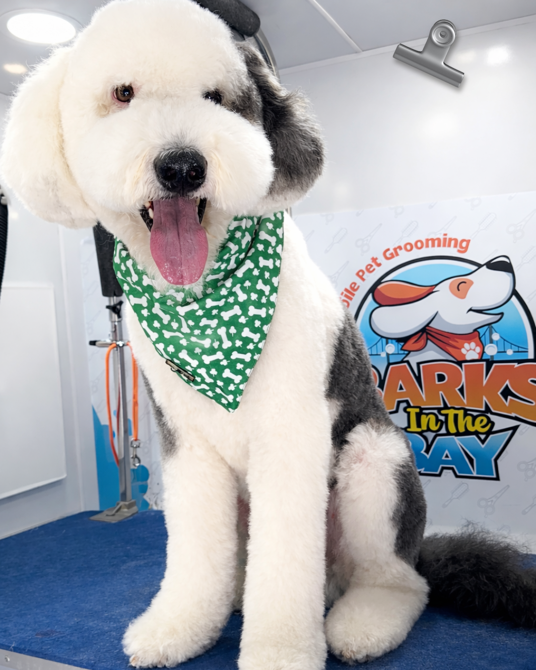 Mobile dog grooming East Bay