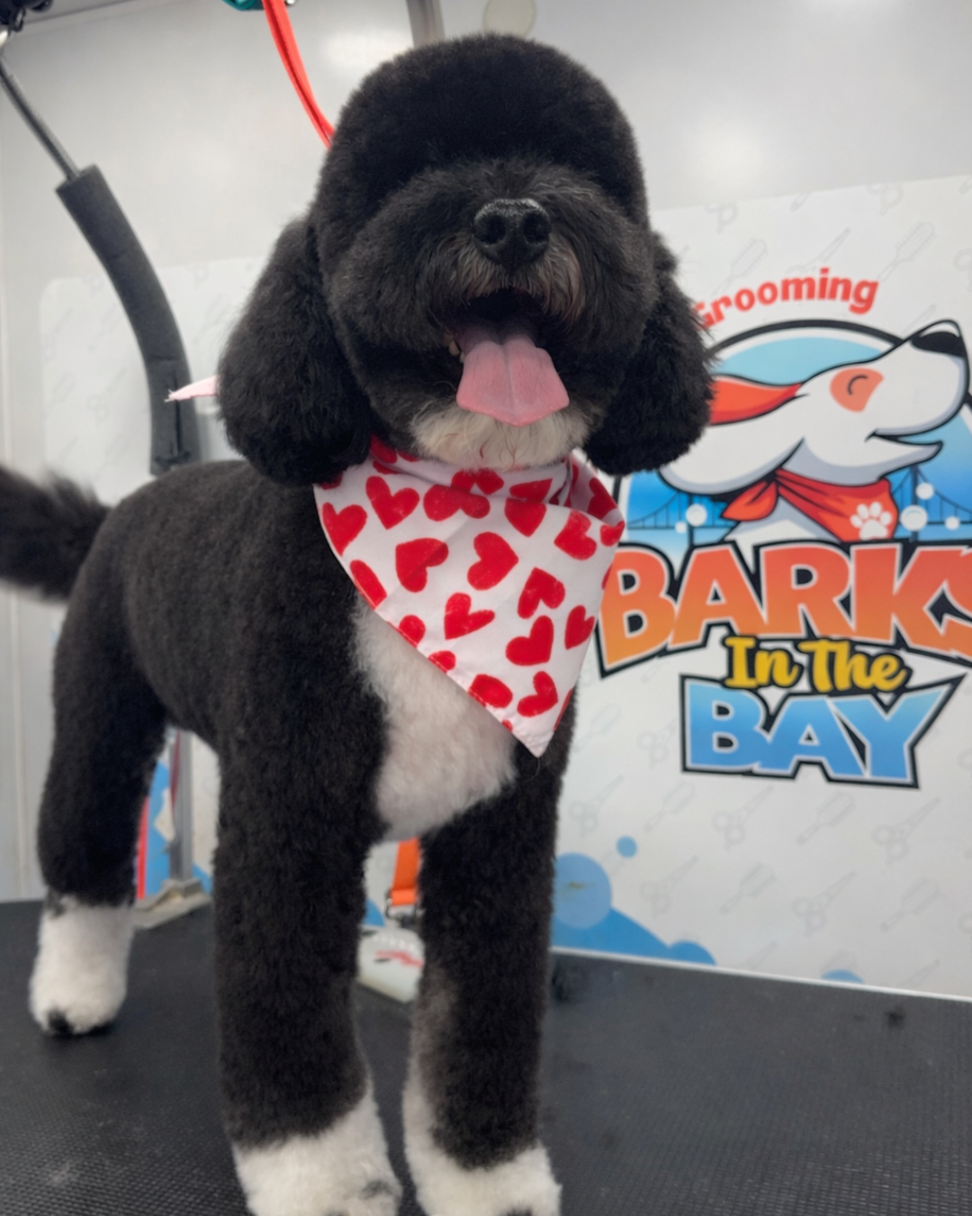 Mobile dog groomer San Jose