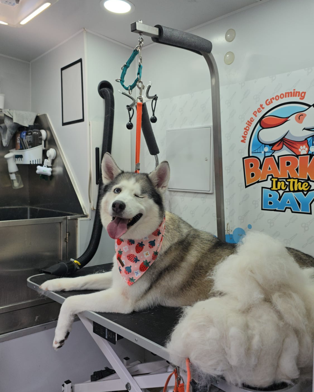 mobile grooming deshedding