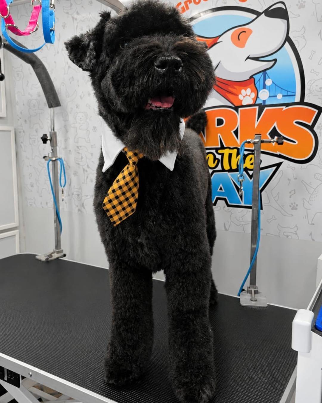 Premium mobile dog grooming Bay Area