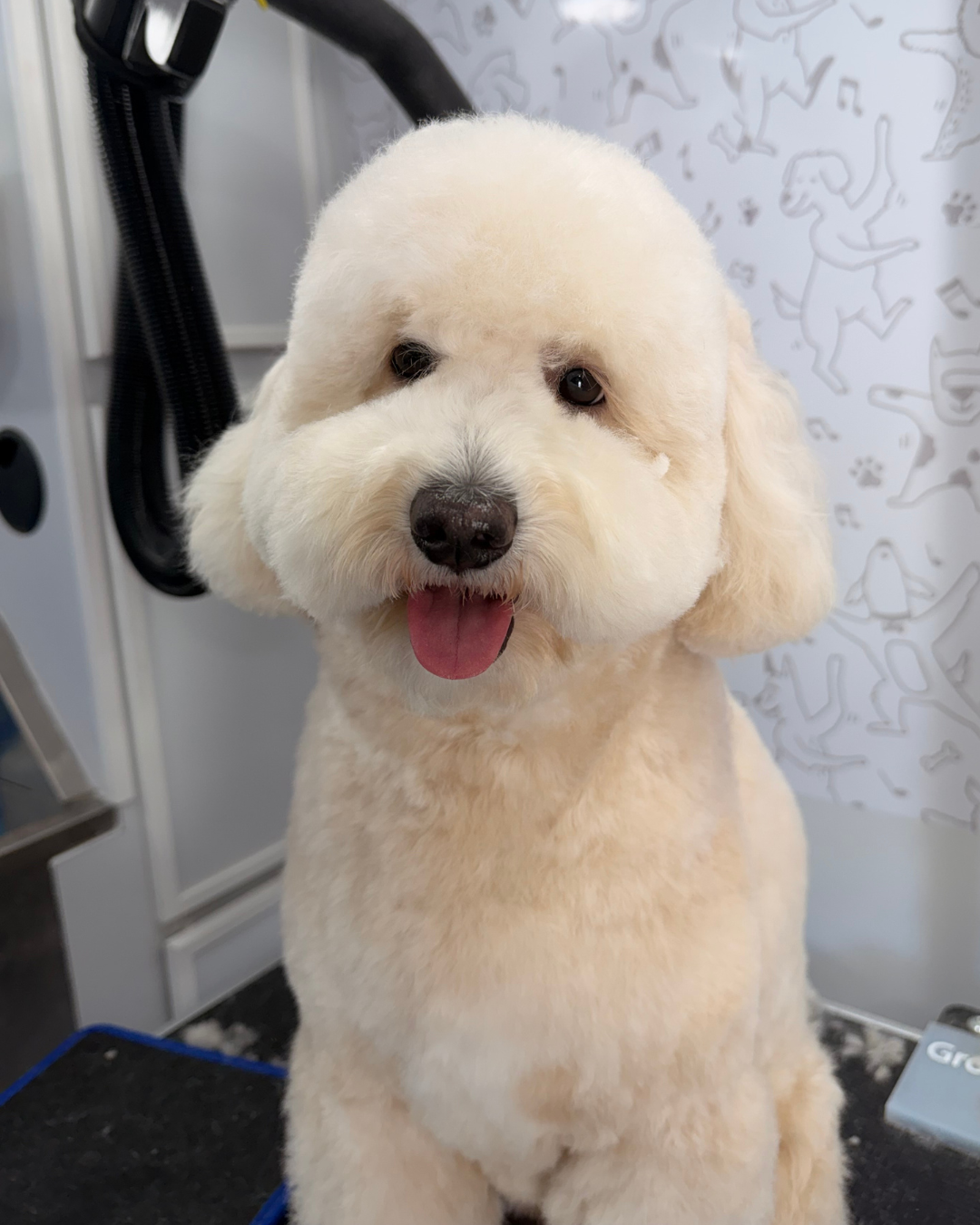 Luxury dog bath