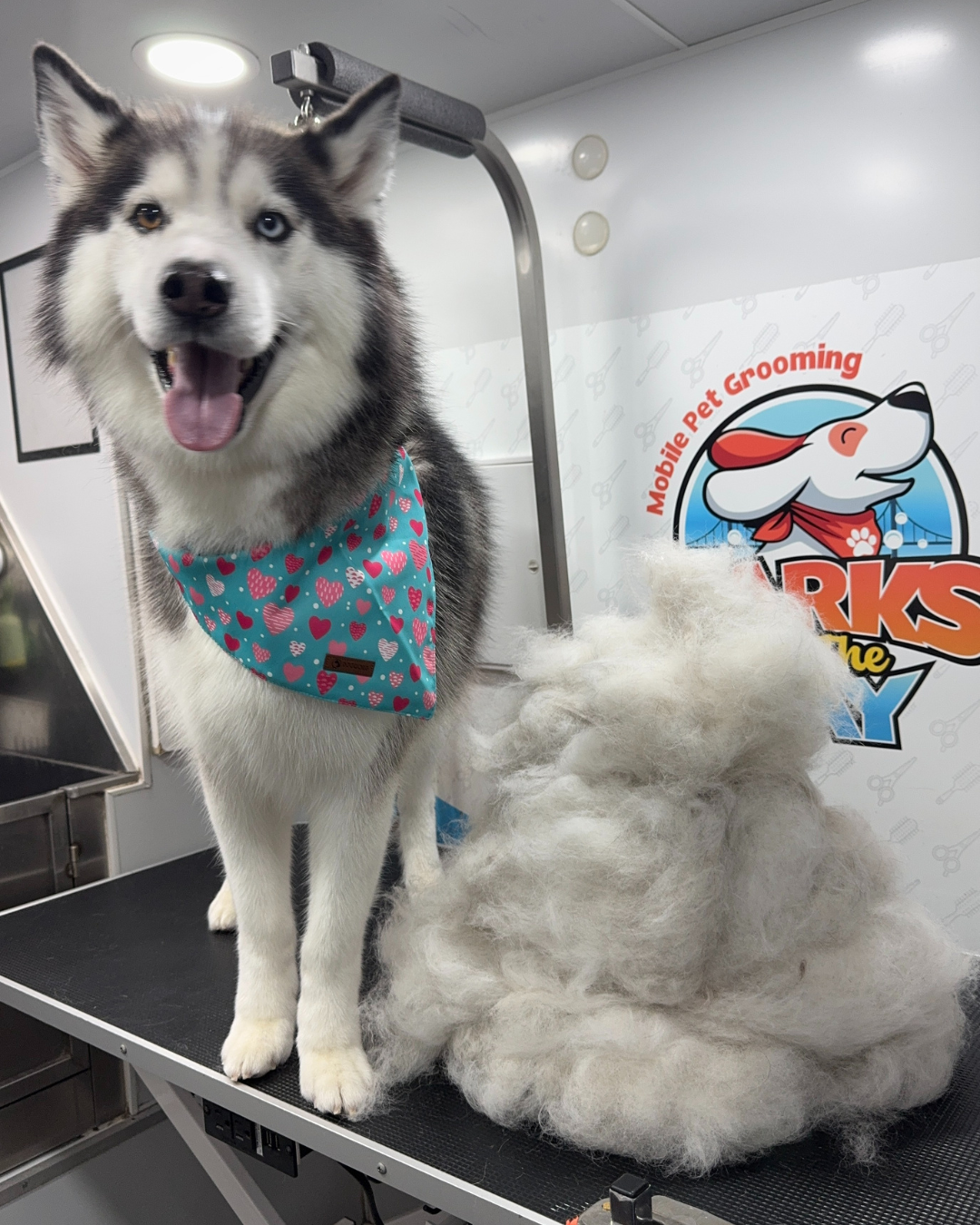 mobile grooming deshedding