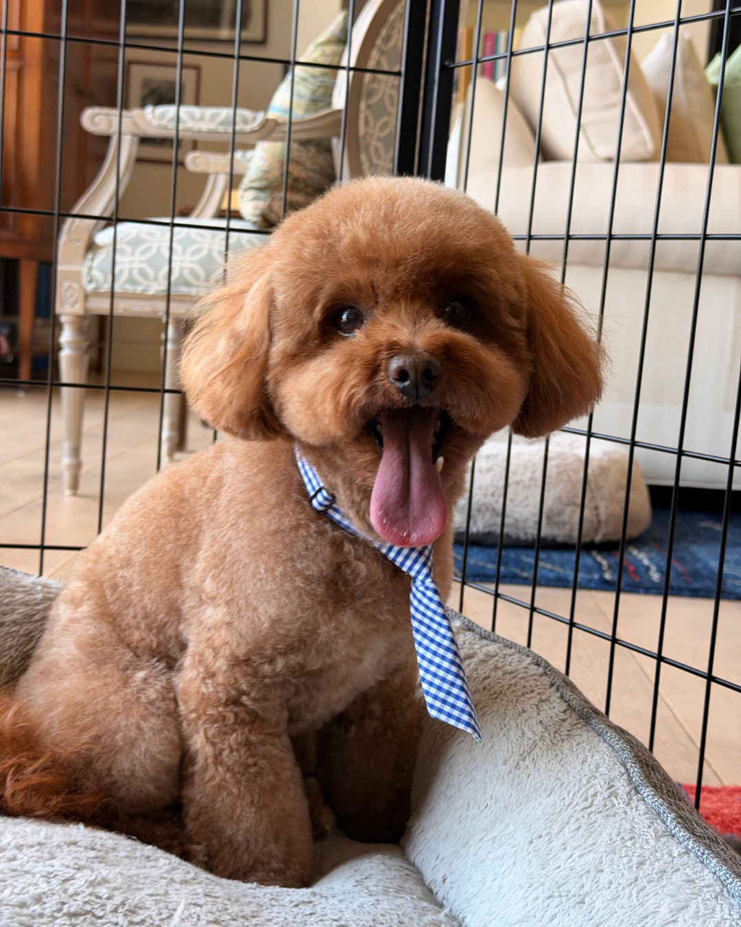 Mobile dog haircut cavapoo