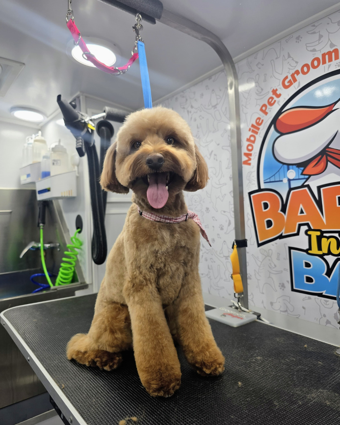 Mobile dog haircut golden doodle