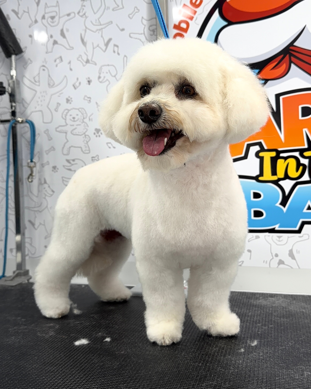 mobile dog grooming cavapoo