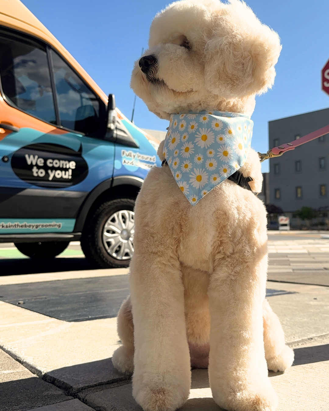 mobile dog grooming golden doodle