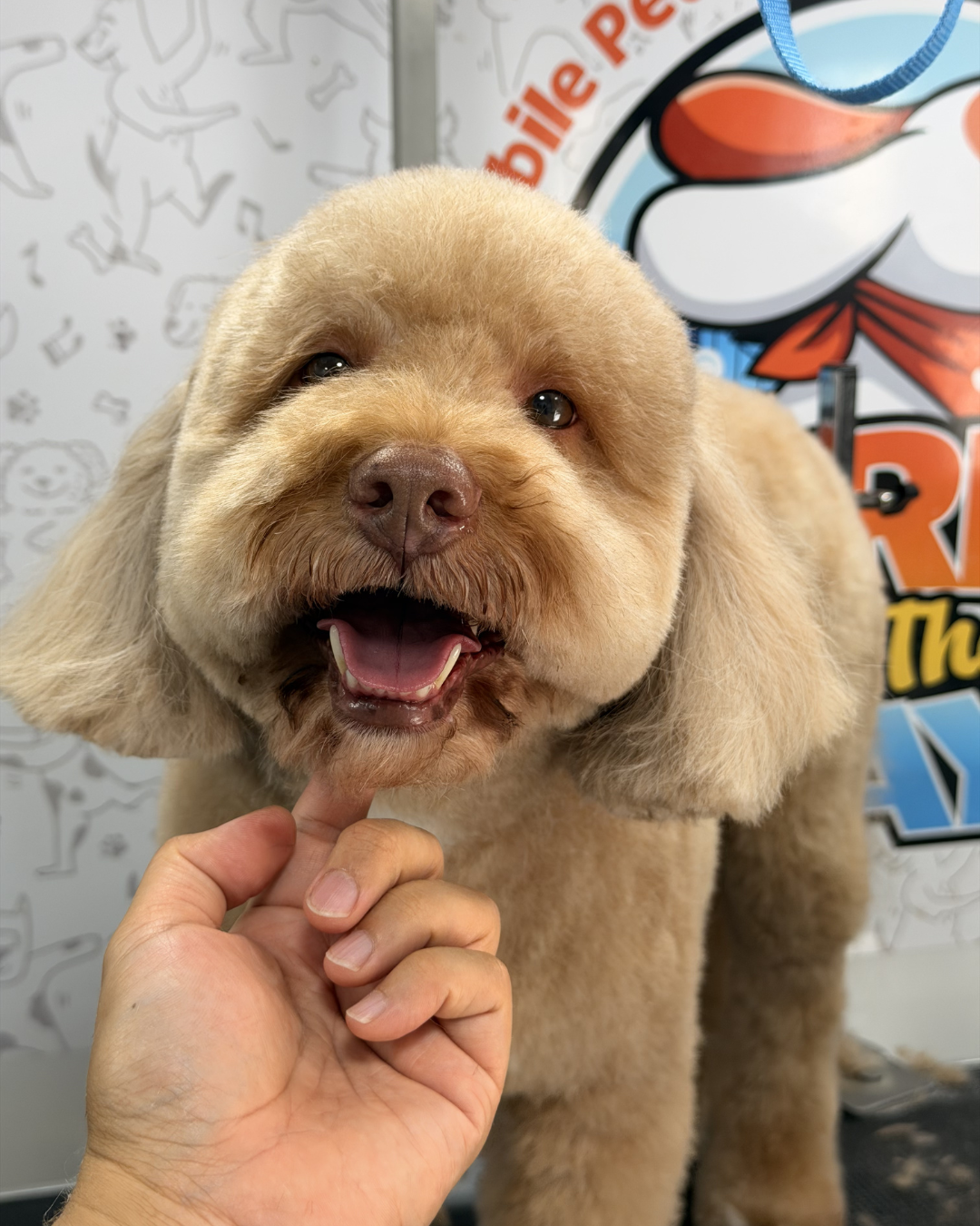 mobile teddy bear cut