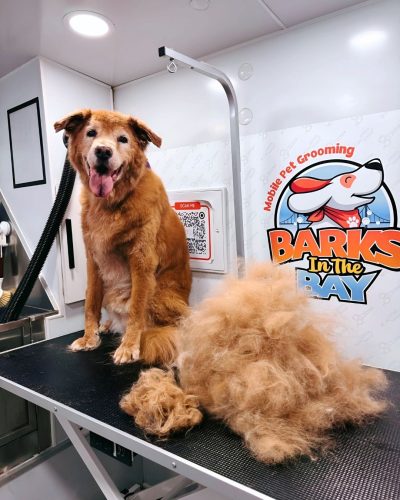 mobile dog grooming deshedding golden retriever