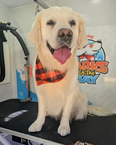 golden-retriever-mobile-grooming-hayward