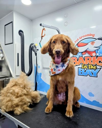 mobile dog grooming deshedding golden retriever
