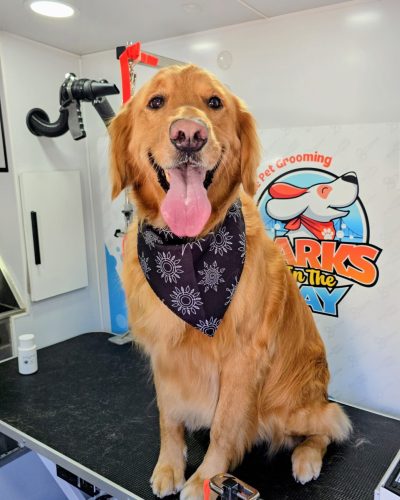 golden-retriever-mobile-grooming-castro-valley