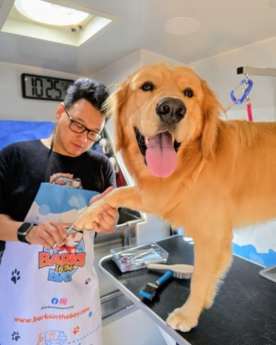 golden-retriever-mobile-grooming-trim