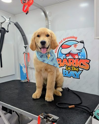 puppy-golden-retriever-mobile-grooming-barksinthebay