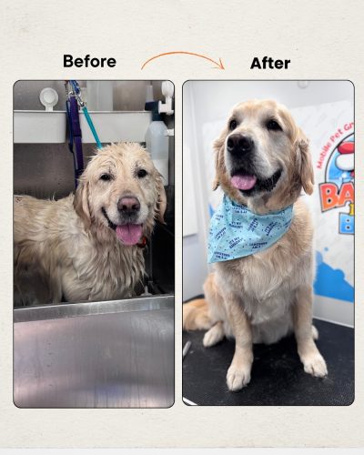 golden-retriever-mobile-grooming-barksinthebay2