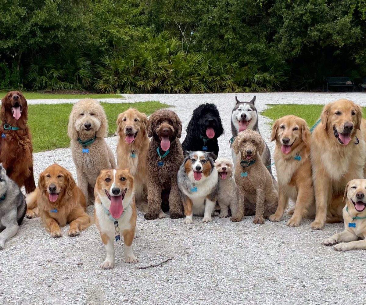 grooming-all dog-breeds