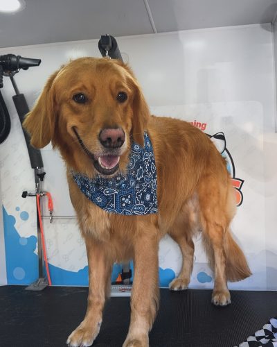 mobile dog grooming golden retriever (2)