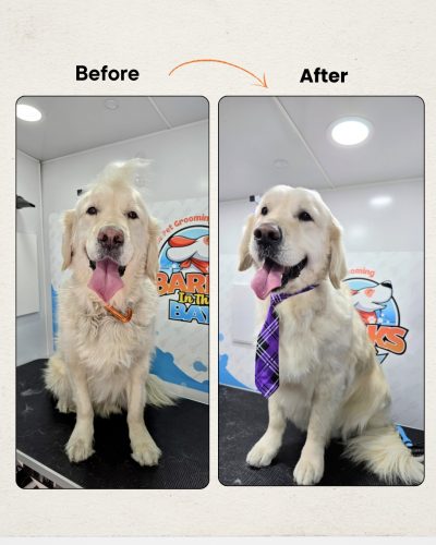 mobile dog grooming golden retriever (2)