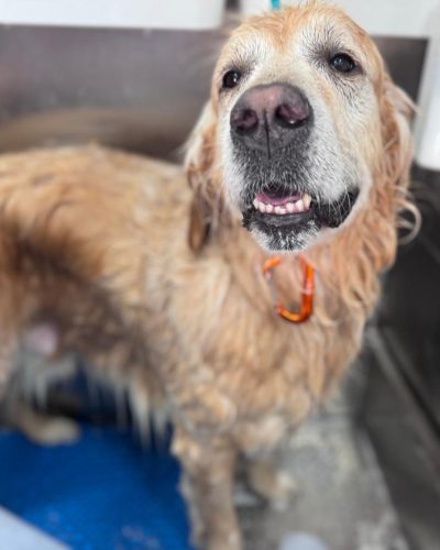 mobile dog grooming golden retriever (3)