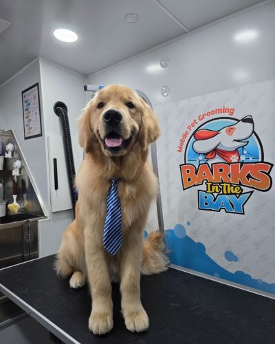 mobile dog grooming golden retriever fremont
