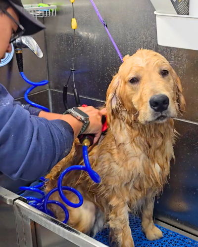 golden retriever mobile grooming
