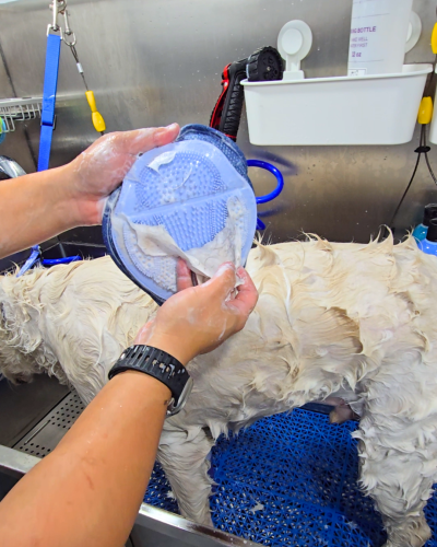 mobile dog grooming deshedding golden retriever