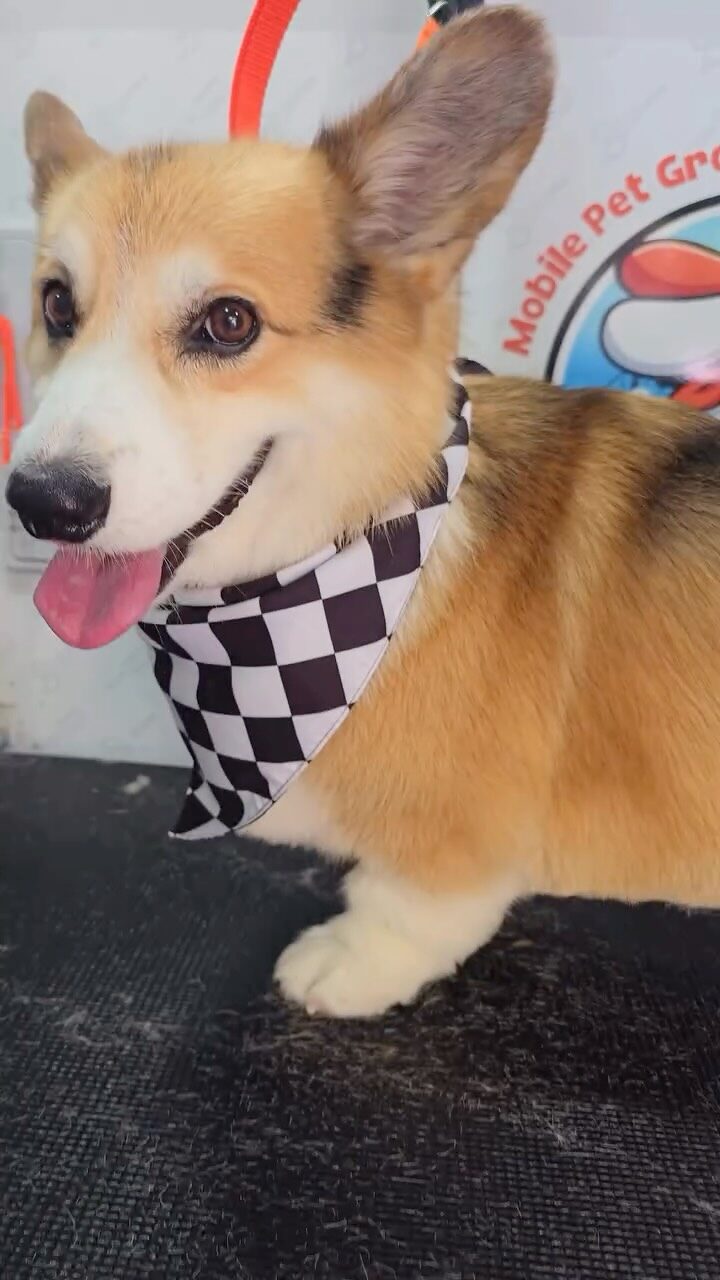 Instagram post from barksinthebaygrooming. This post is in position 4.