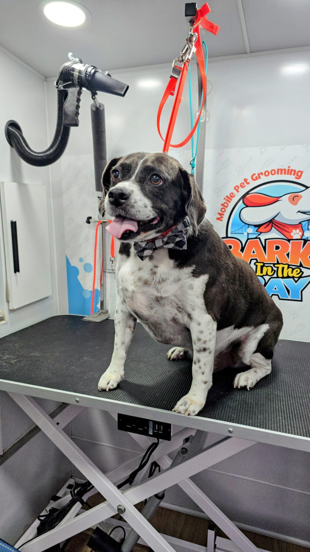 Instagram post from barksinthebaygrooming. This post is in position 0.