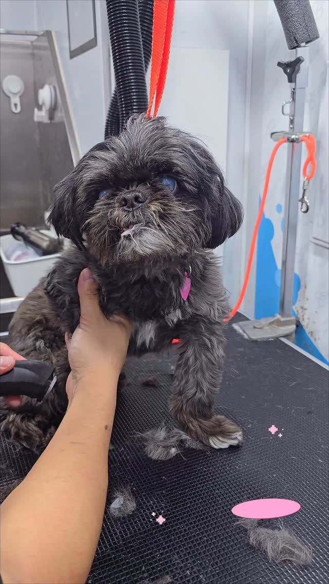 Instagram post from barksinthebaygrooming. This post is in position 2.