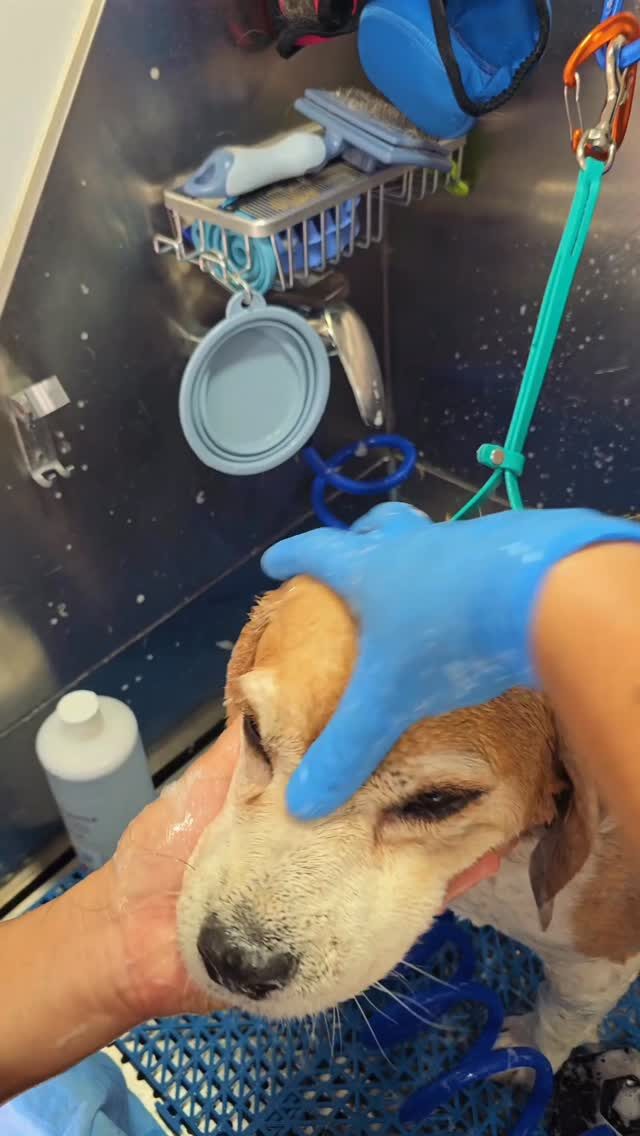 Instagram post from barksinthebaygrooming. This post is in position 3.