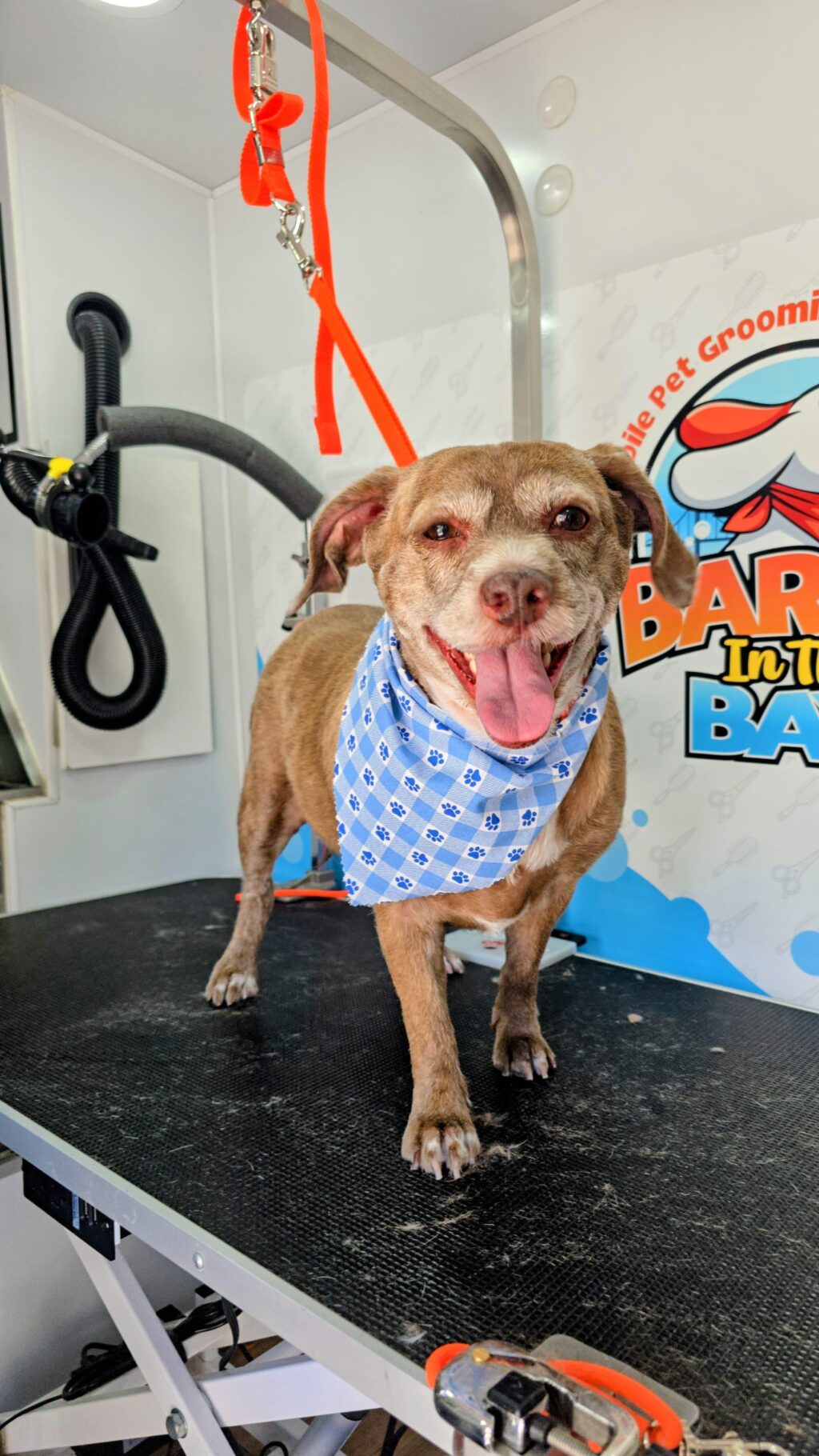 Instagram post from barksinthebaygrooming. This post is in position 1.