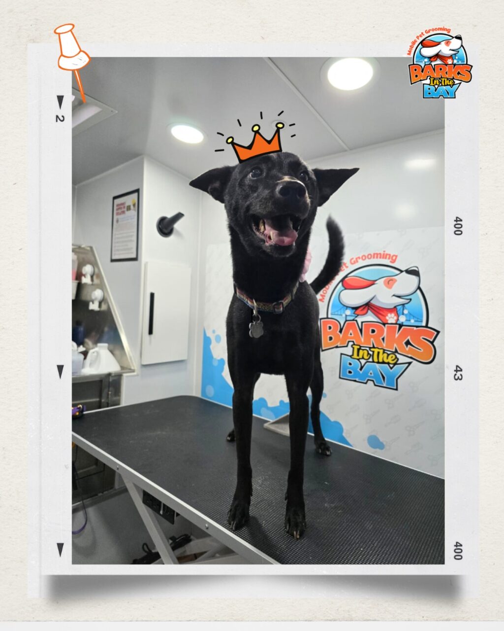 Instagram post from barksinthebaygrooming. This post is in position 3.