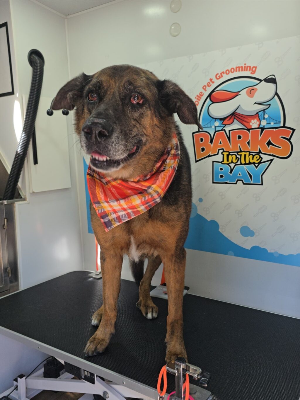 Instagram post from barksinthebaygrooming. This post is in position 4.