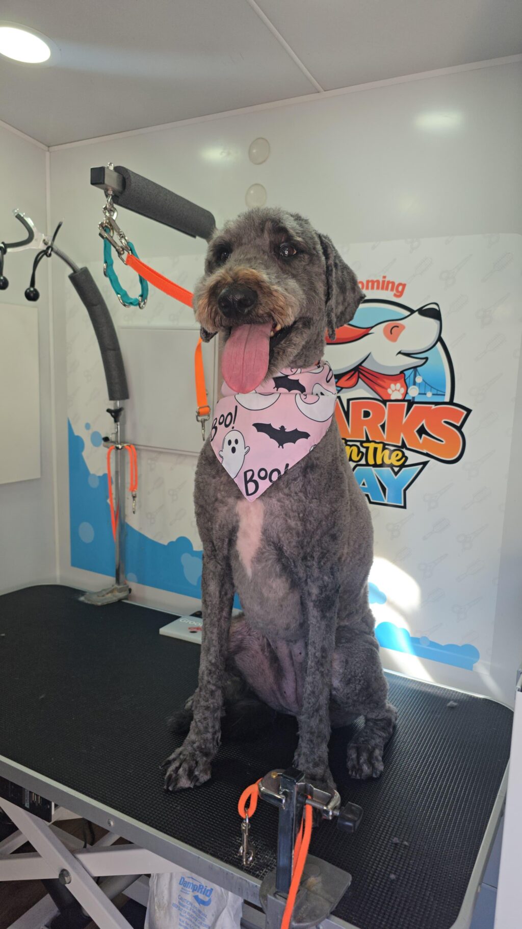 Instagram post from barksinthebaygrooming. This post is in position 0.
