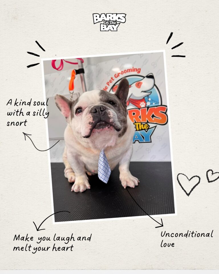 Instagram post from barksinthebaygrooming. This post is in position 1.