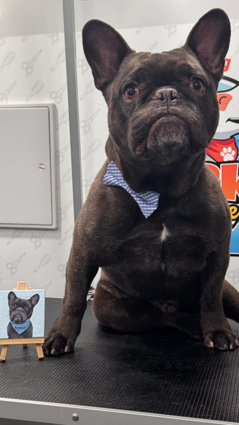 Instagram post from barksinthebaygrooming. This post is in position 11.