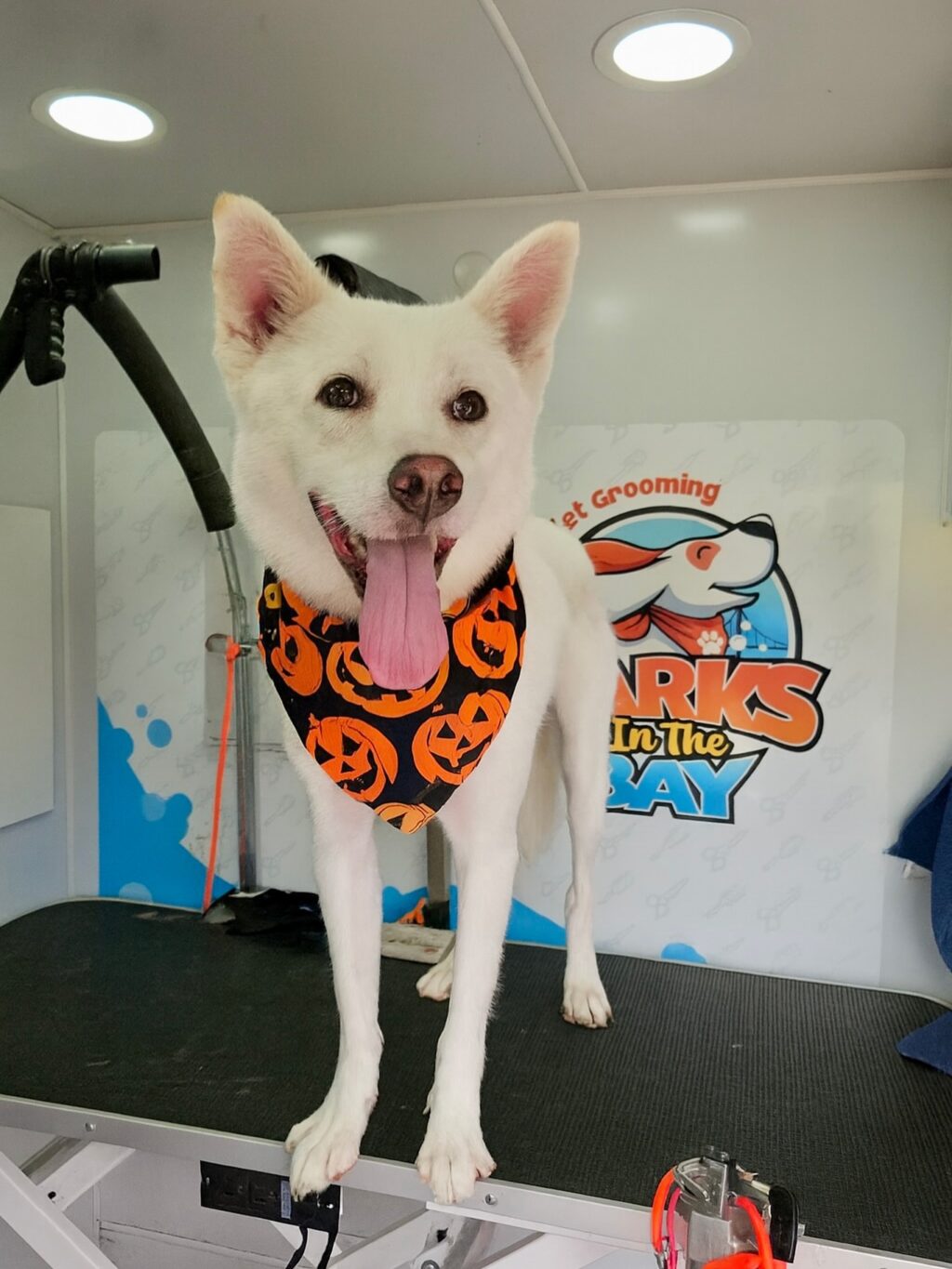Instagram post from barksinthebaygrooming. This post is in position 1.