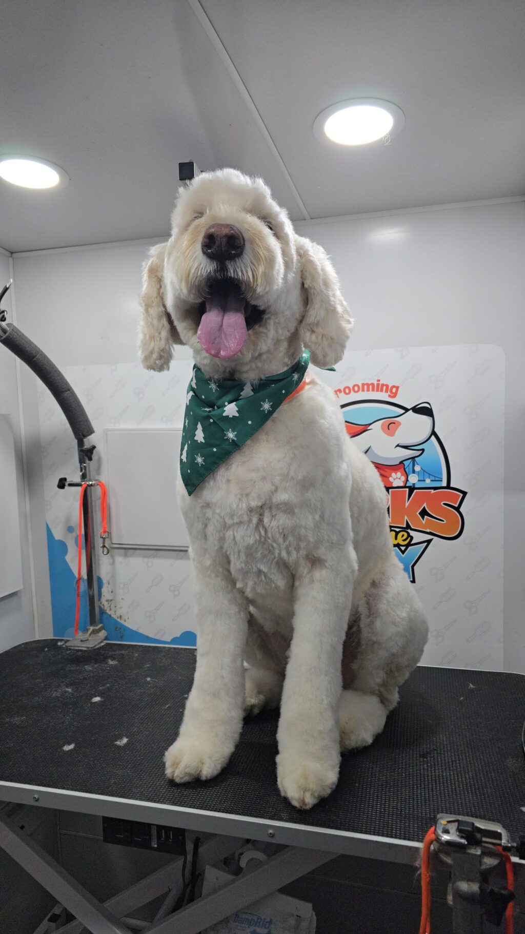 Instagram post from barksinthebaygrooming. This post is in position 2.