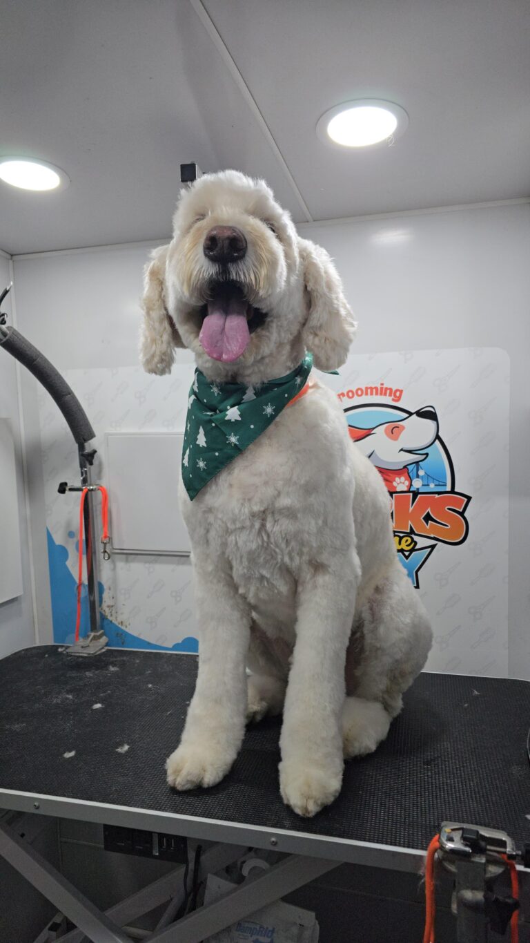 Instagram post from barksinthebaygrooming. This post is in position 3.