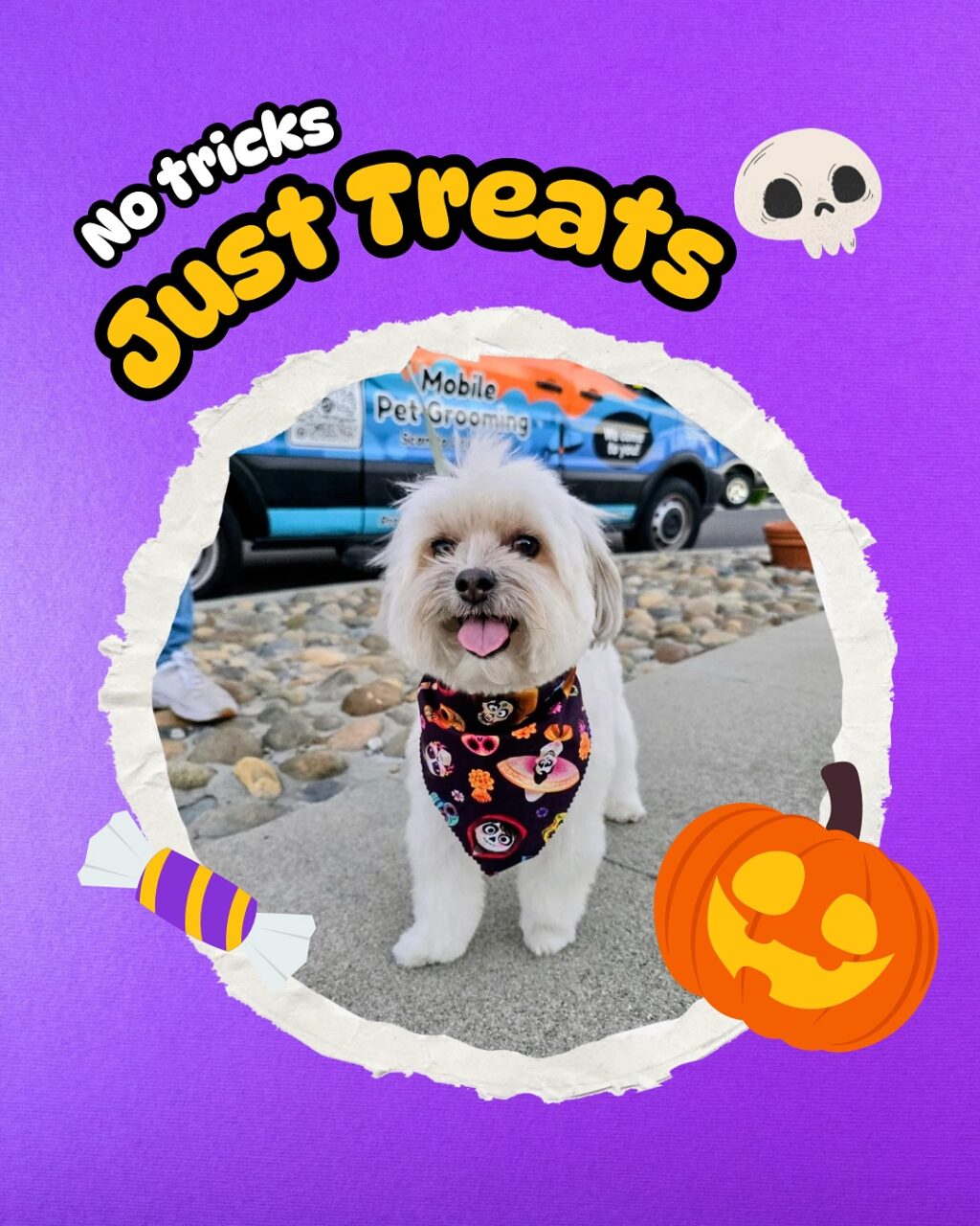 Instagram post from barksinthebaygrooming. This post is in position 4.