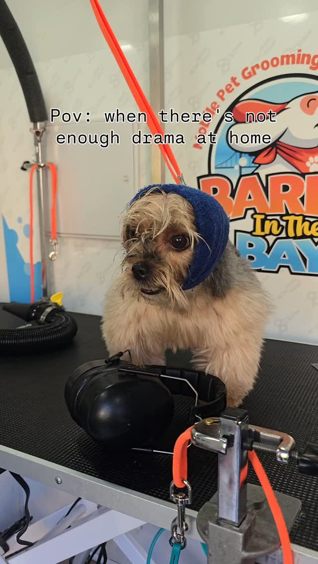 Instagram post from barksinthebaygrooming. This post is in position 1.