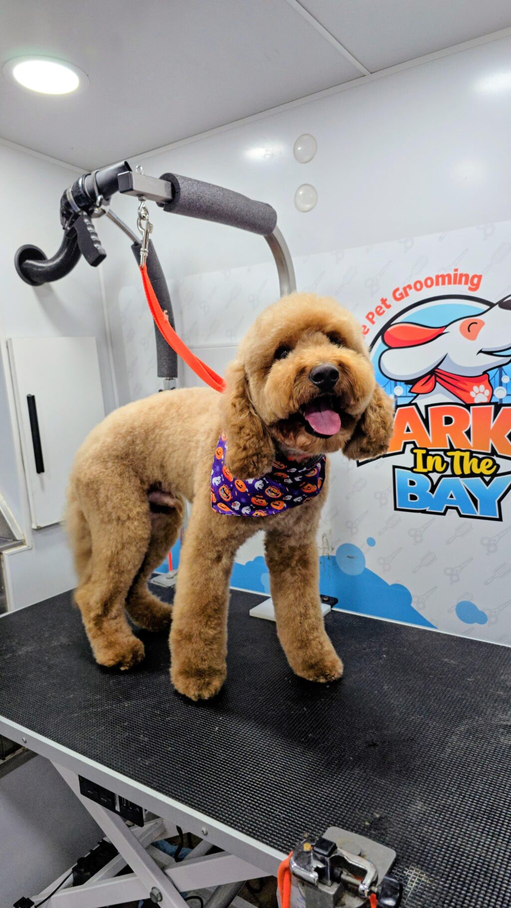 Instagram post from barksinthebaygrooming. This post is in position 6.