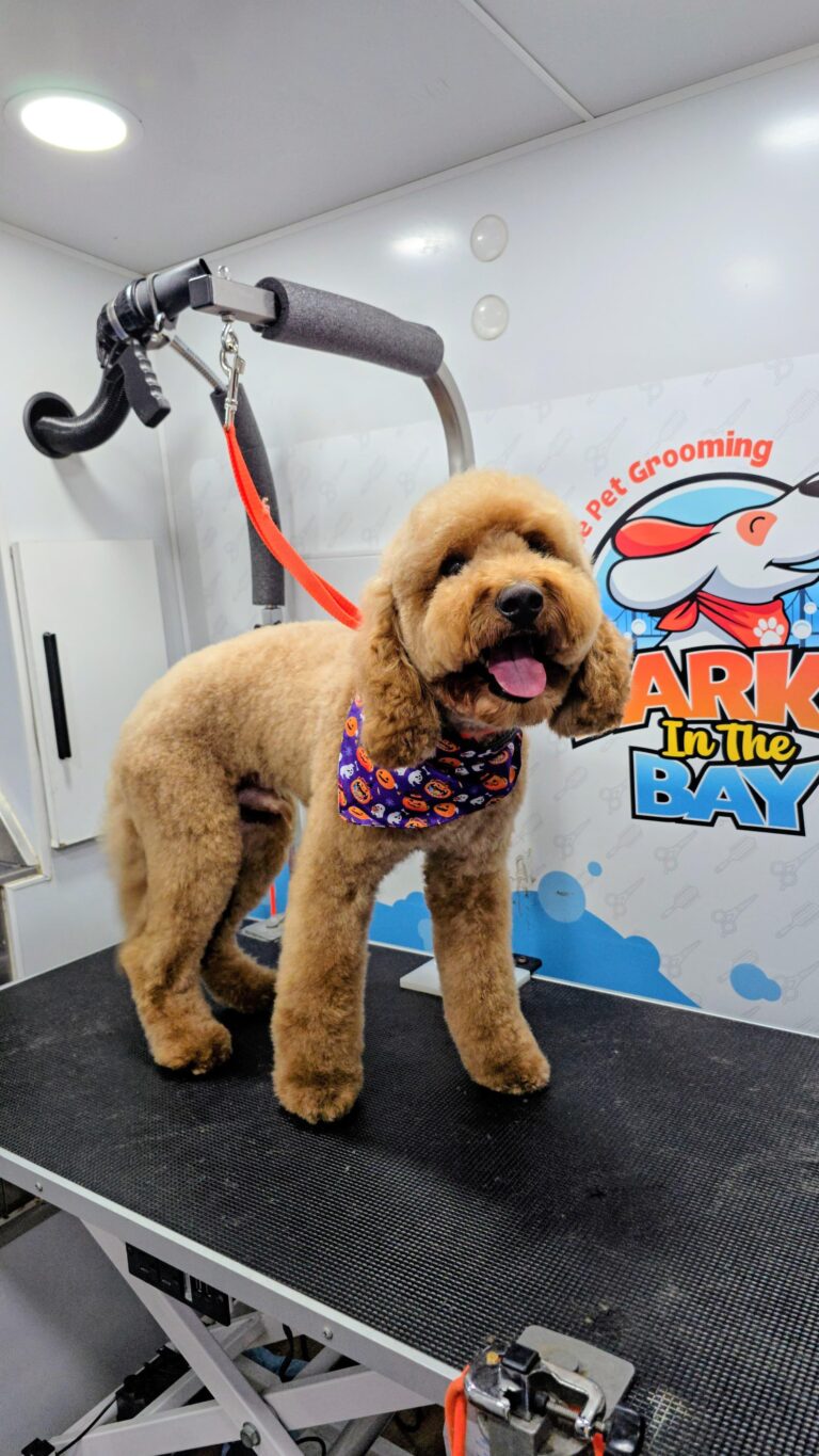 Instagram post from barksinthebaygrooming. This post is in position 7.