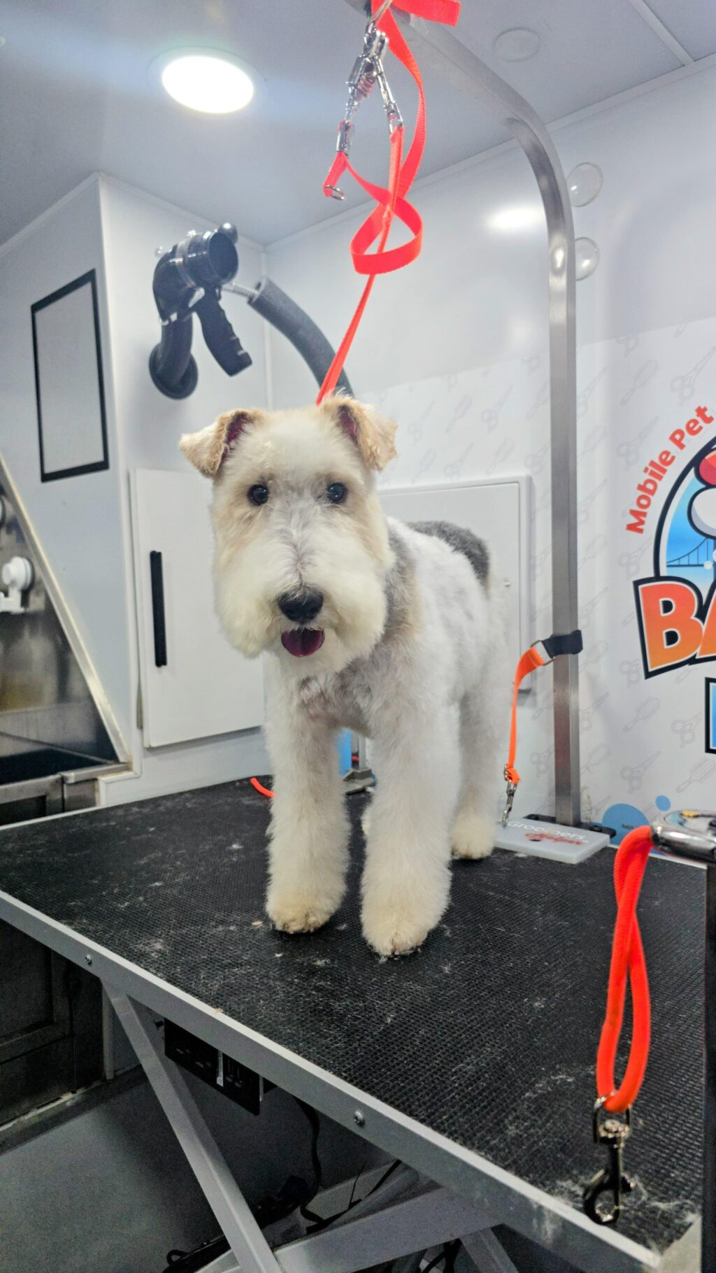 Instagram post from barksinthebaygrooming. This post is in position 6.