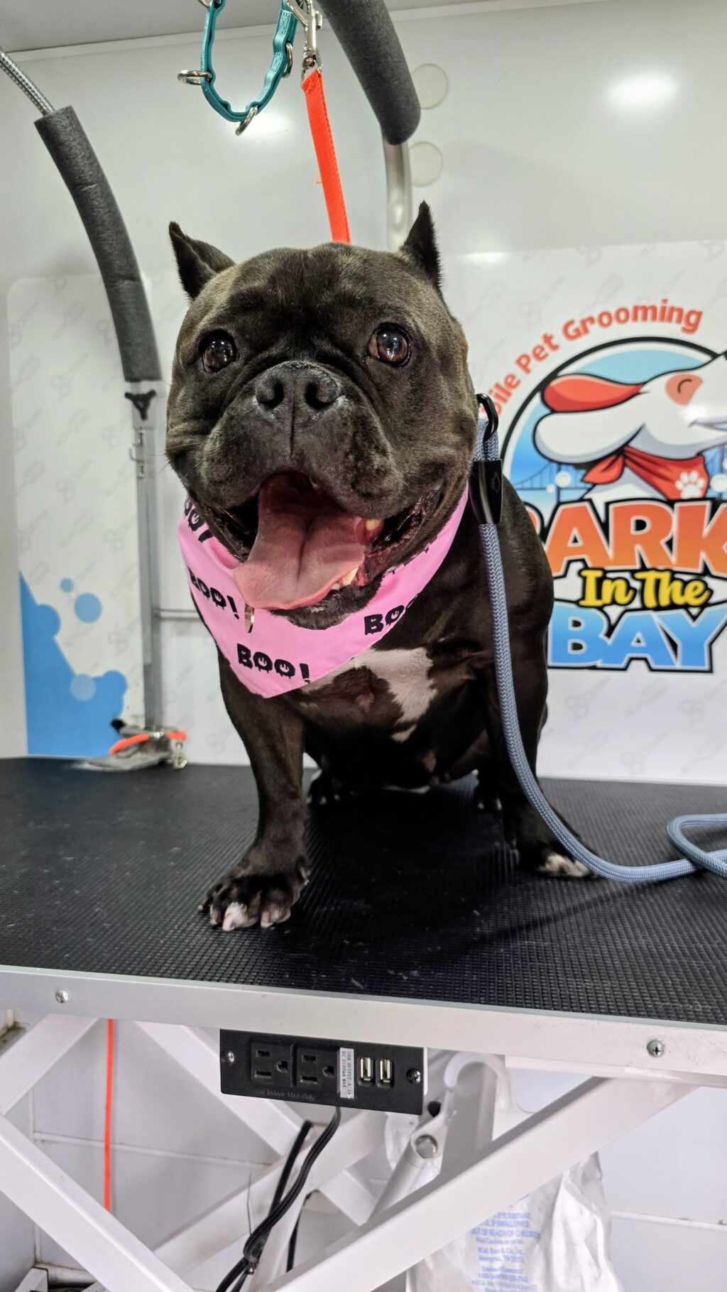 Instagram post from barksinthebaygrooming. This post is in position 4.