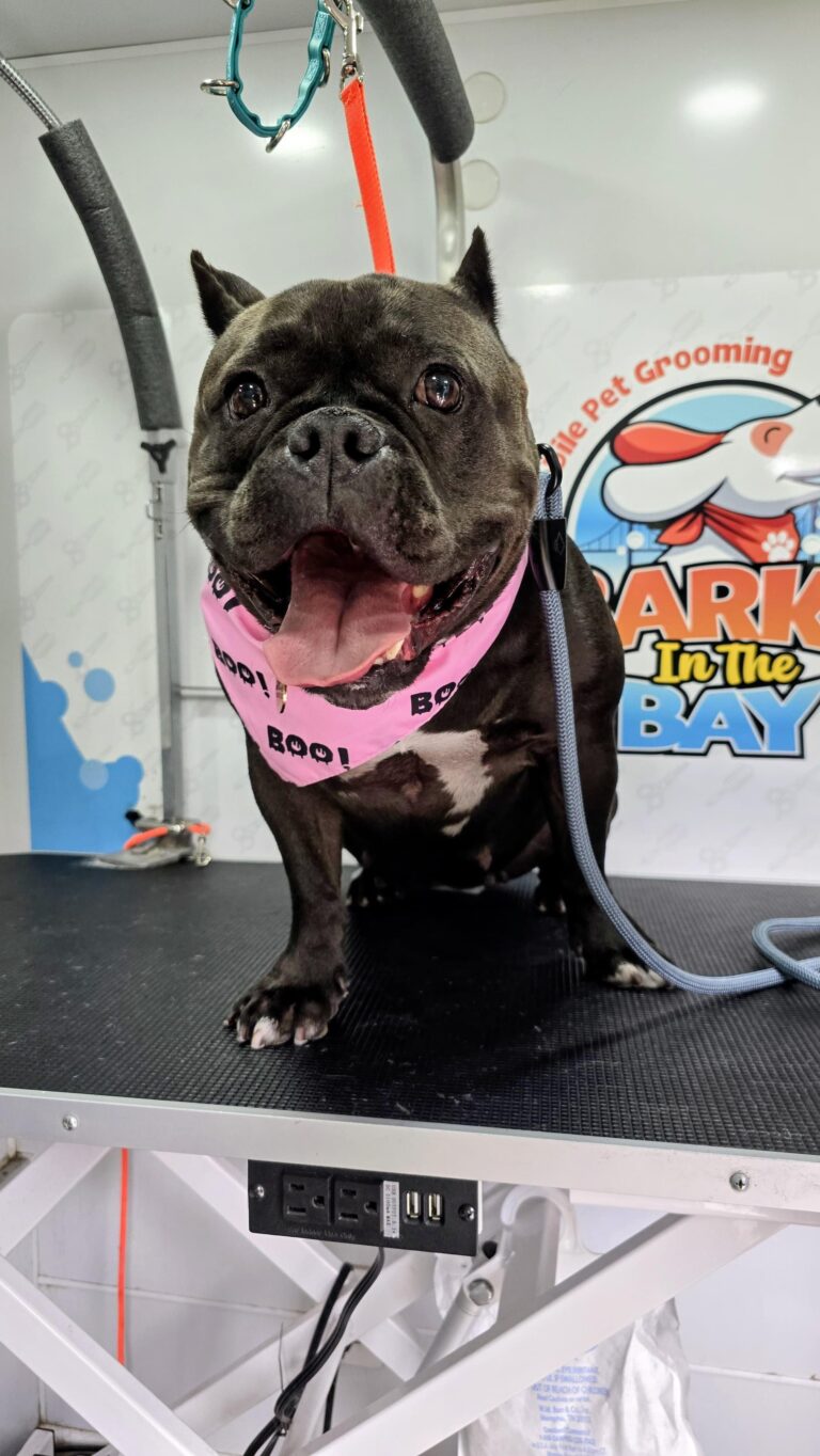 Instagram post from barksinthebaygrooming. This post is in position 5.